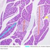 Glândula Alveolar Composta - Pâncreas 10x (3)